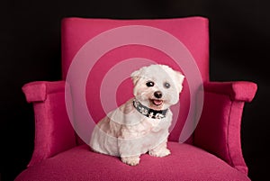 Cute West Highland White Terrier sitting on a pink armchairs