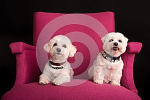 Cute West Highland White Terrier sitting on a pink armchairs