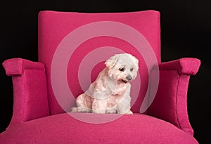 Cute West Highland White Terrier sitting on a pink armchairs