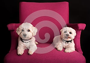 Cute West Highland White Terrier sitting on a pink armchairs