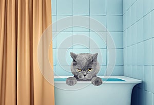 Cute wet cat in the bath