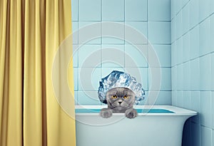 Cute wet cat in the bath