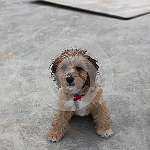 Cute wet Cavoodle puppy looking photo
