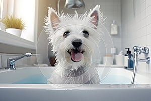 cute wet dog after bath