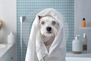 cute wet dog after bath
