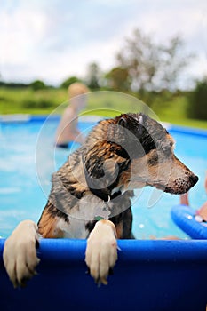 Cute Wet Dog Playing in Family Backyard Swimming Pool on Summer Day