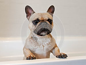 Cute wet french bulldog dog stood up in bath waiting to get out