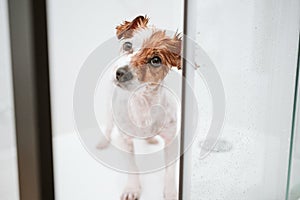 cute wet jack russell dog standing in shower ready for bath time. Pets indoors at home