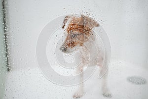 cute wet jack russell dog standing in shower ready for bath time. Selective Focus on water drops on glass. Pets indoors at home