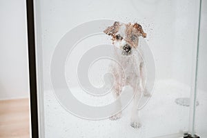 cute wet jack russell dog standing in shower ready for bath time. Selective Focus on water drops on glass. Pets indoors at home