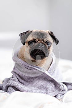 Cute wet pug dog sitting after shower in grey towel on bed, pets grooming and washing