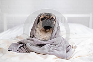 Cute wet pug dog sitting after shower in grey towel on bed, pets grooming and washing