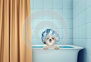 Cute wet shitzu dog in the bath