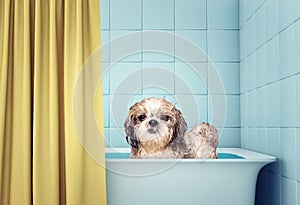 Cute wet shitzu dog in the bath