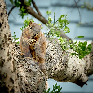 Cute and whimsical squirrel in a tree.