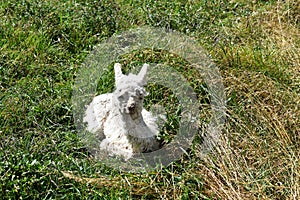 A cute white alpaca baby.