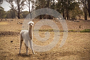 Cute white alpaca baby on a dry farm in Australia