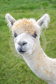 Cute white alpaca close up at the animal farm in England