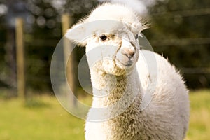 Cute white alpaca on the farm