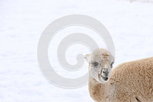 Cute white alpaca portrait. Big fluffy cute animals chilling outside