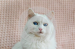 Cute white Angora cat with beautiful blue eyes is sitting on sofa and looking straight ahead