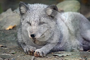 Cute White Arctic Fox Lying and  Watching Portrait
