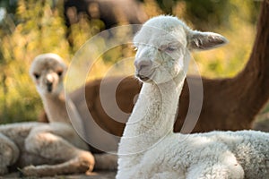 Cute white baby alpaca in herd of small and adult alpacas on farm
