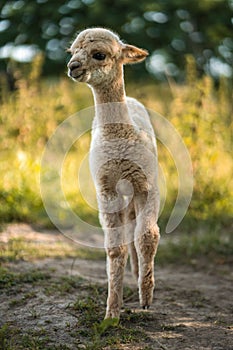 Cute white baby alpaca walking on green grass of livestock farm