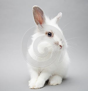 Cute white baby bunny rabbit on a seamless light background