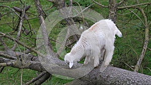 Cute white baby kid goat, standing on branches of a fallen tree.