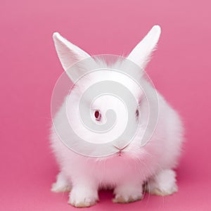 Cute white baby rabbit