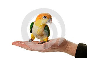 Cute White Bellied Caique parrot (Pionites leucogaster) resting on a human's hand