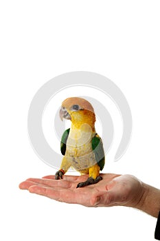 Cute White Bellied Caique parrot (Pionites leucogaster) resting on a human's hand