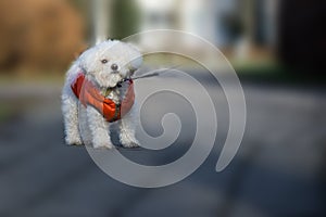 Bichon dog in red jacket during winter. Slovakia