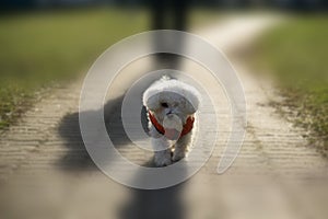 Bichon dog in red jacket during winter. Slovakia