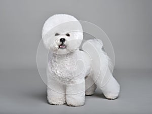 Cute white Bichon Frise