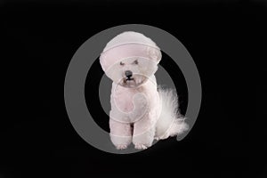 Cute white bichon frise after grooming sits in front of a black background