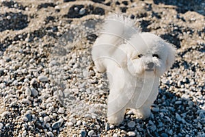 Cute white Bichon Frise puppy walking on a beach