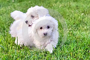 Cute white Bichon puppies playing in green grass