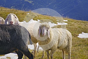 Cute white and black alpine sheeps on mountain pasture in Austria