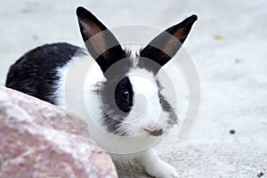 Cute white and black bunny on the ground