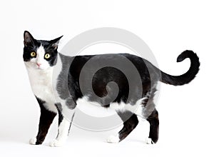 A cute white with black cat stands at full height. isolated