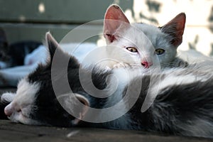 Cute white-black kittens sleeping together on the wooden boards outdoors