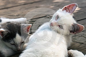 Cute white-black kittens sleeping together on the wooden boards outdoors