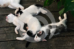 Cute white-black kittens sleeping together on the wooden boards outdoors