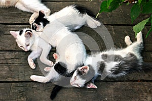 Cute white-black kittens sleeping together on the wooden boards outdoors