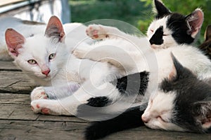 Cute white-black kittens sleeping together on the wooden boards outdoors