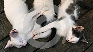 Cute white-black kittens sleeping together on the wooden boards outdoors