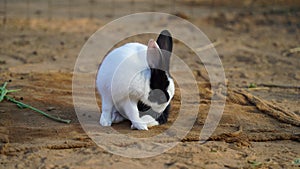 Cute White black rabbit scratching the leg and itching. New born baby scratching skin with front leg