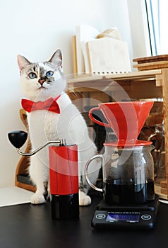 Cute white blue-eyed cat barista in bow tie brewing pourover coffee. Red v60 dripper and handgrinder